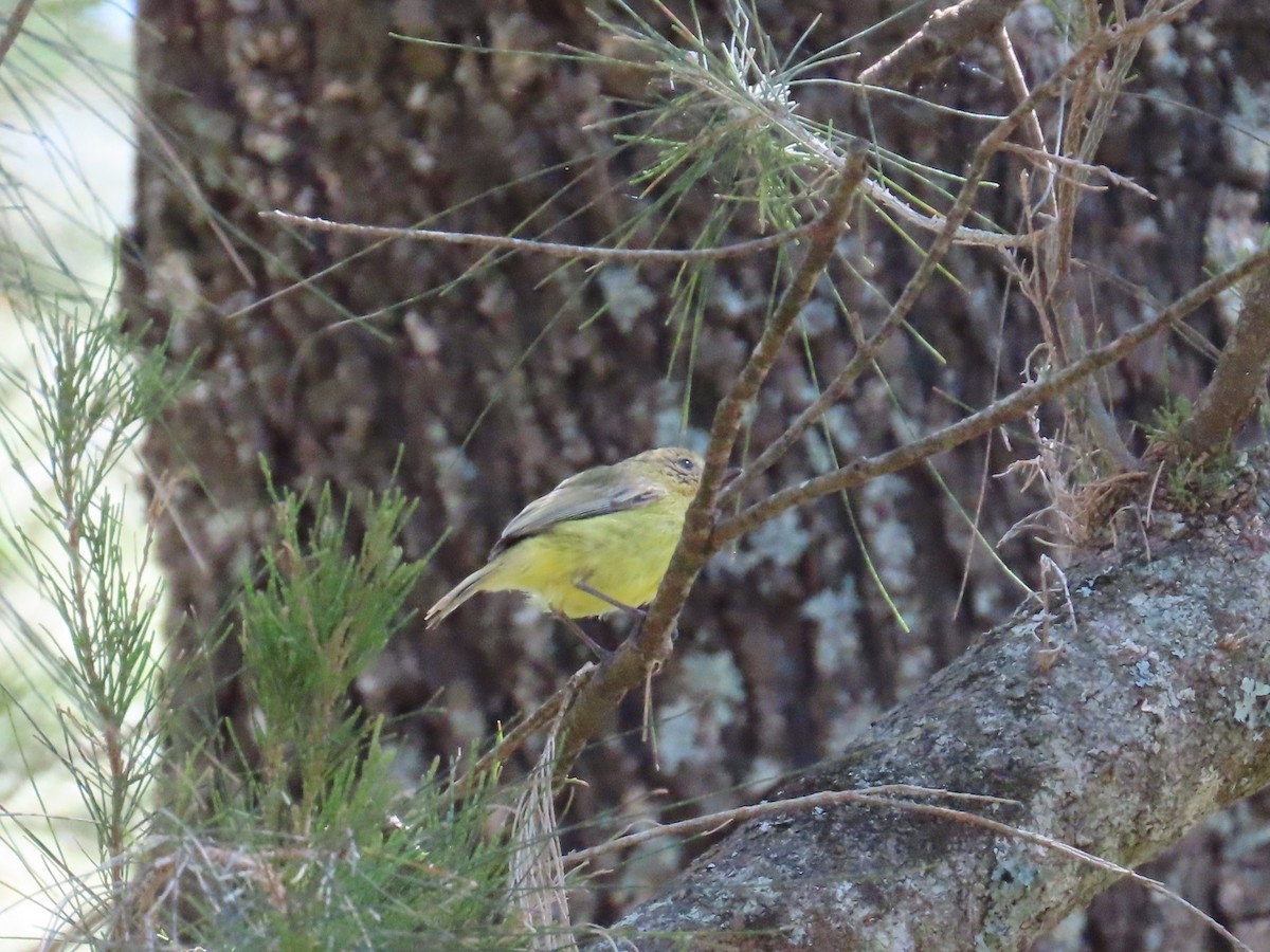 ヒメトゲハシムシクイ - ML644069651