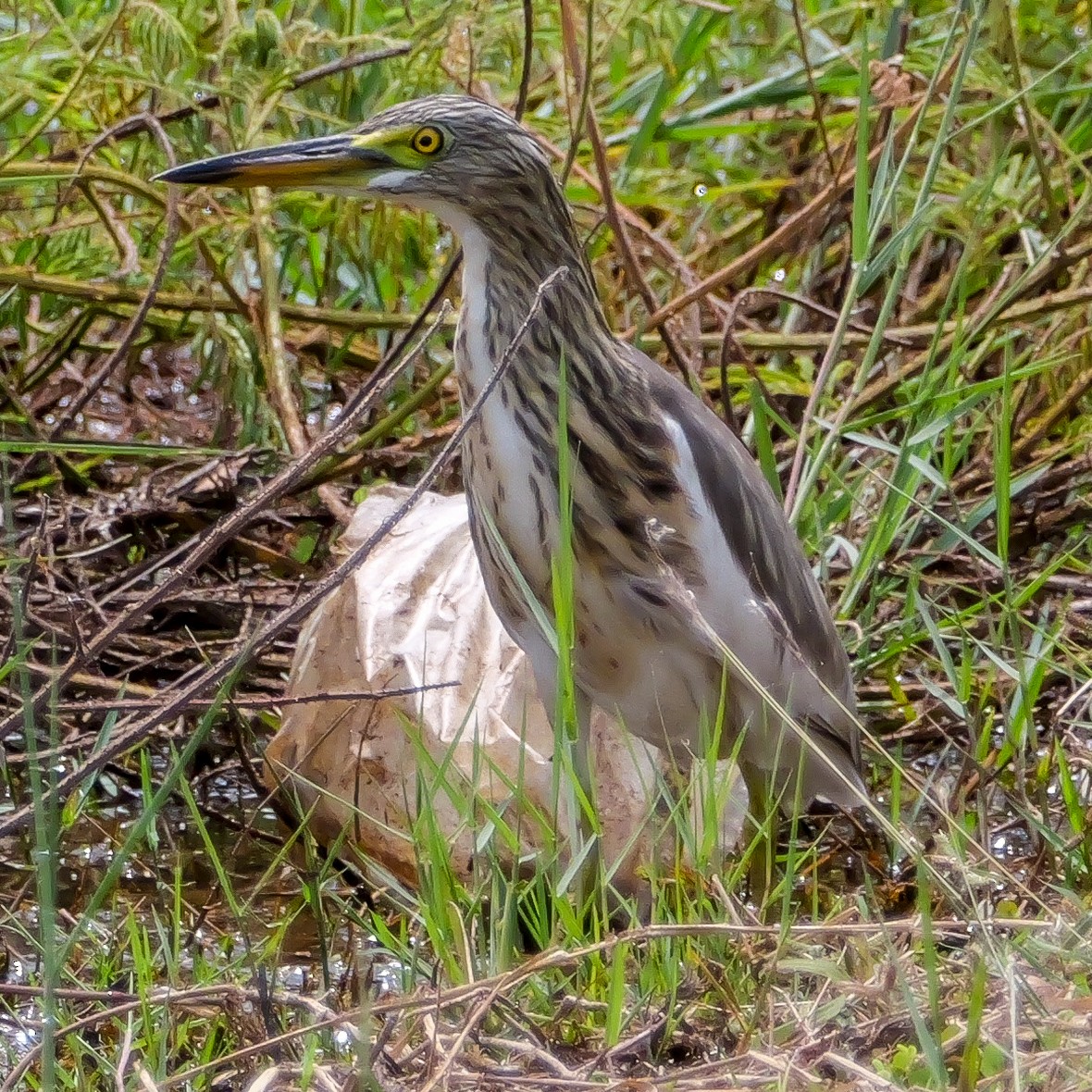 Chinese Pond-Heron - ML644069678