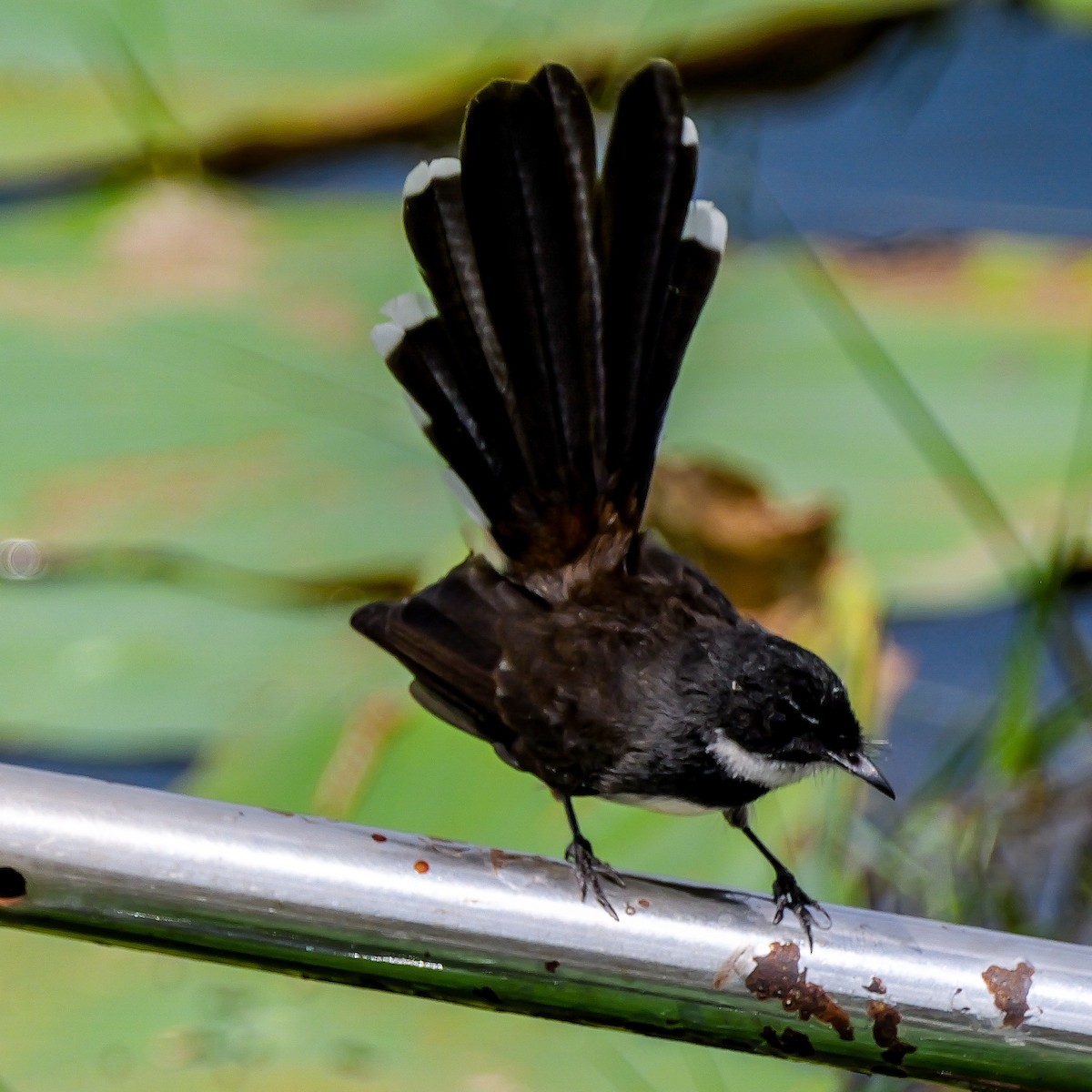 Malaysian Pied-Fantail - ML644069684
