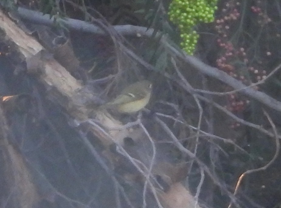 Ruby-crowned Kinglet - ML644069688