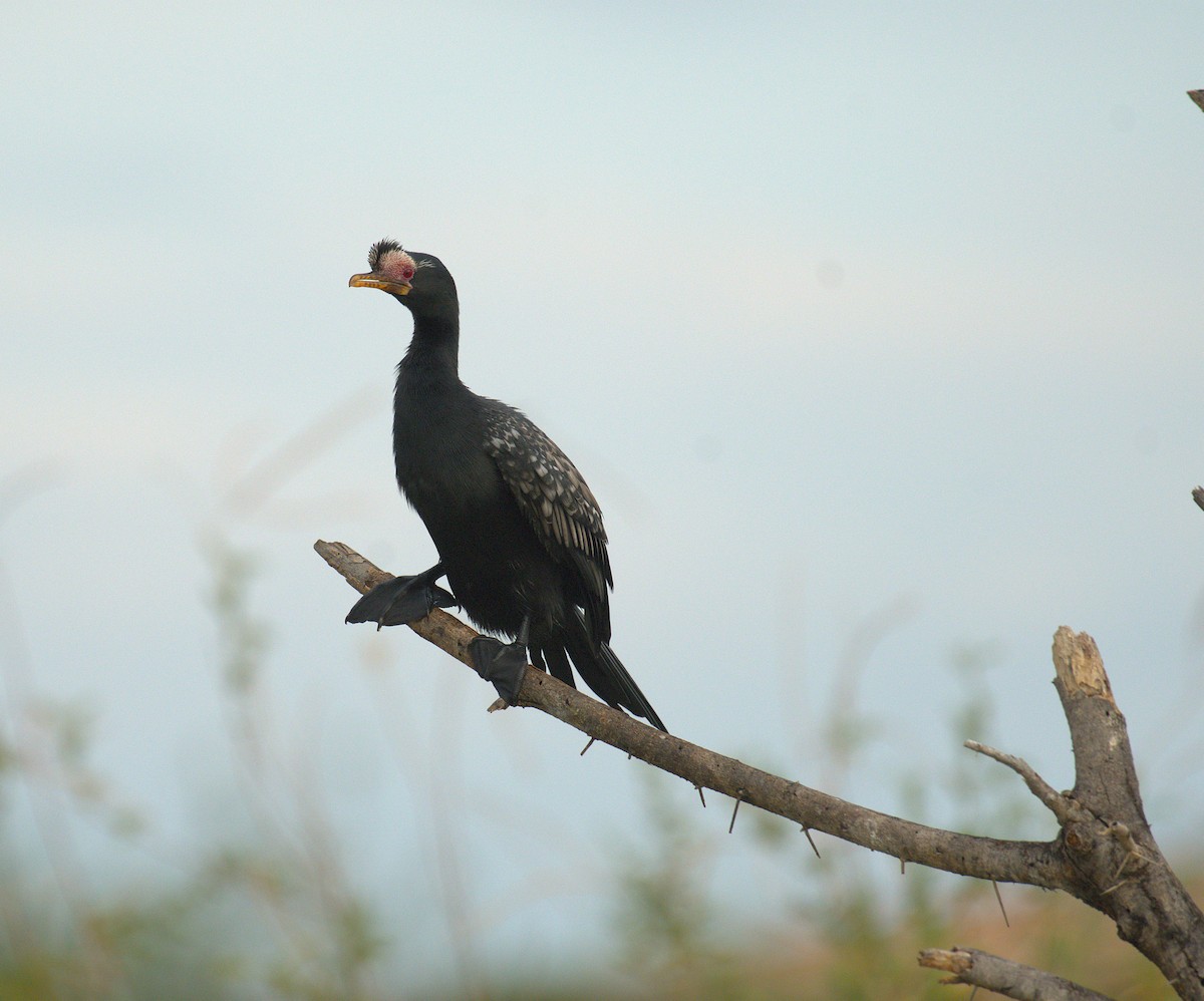 kormorán dlouhoocasý - ML644069693