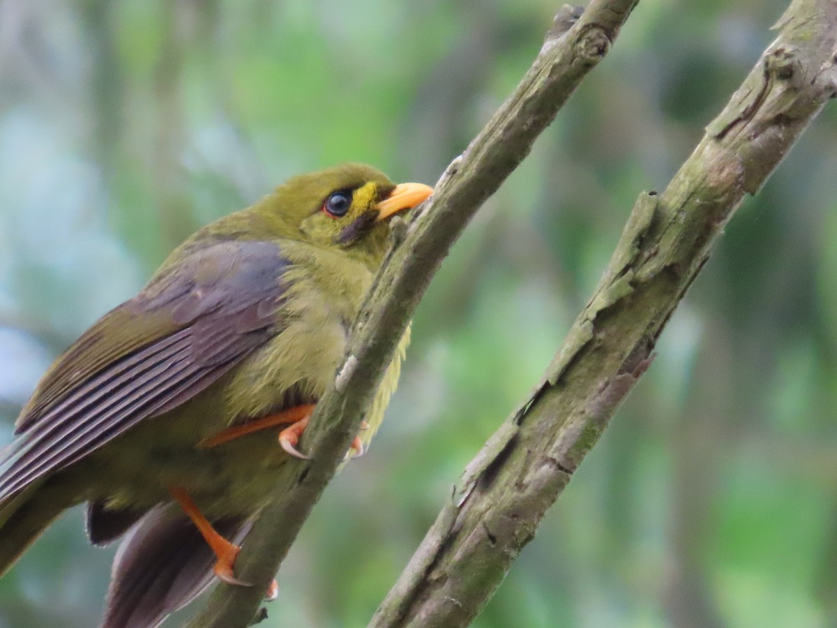 Bell Miner - ML644069718