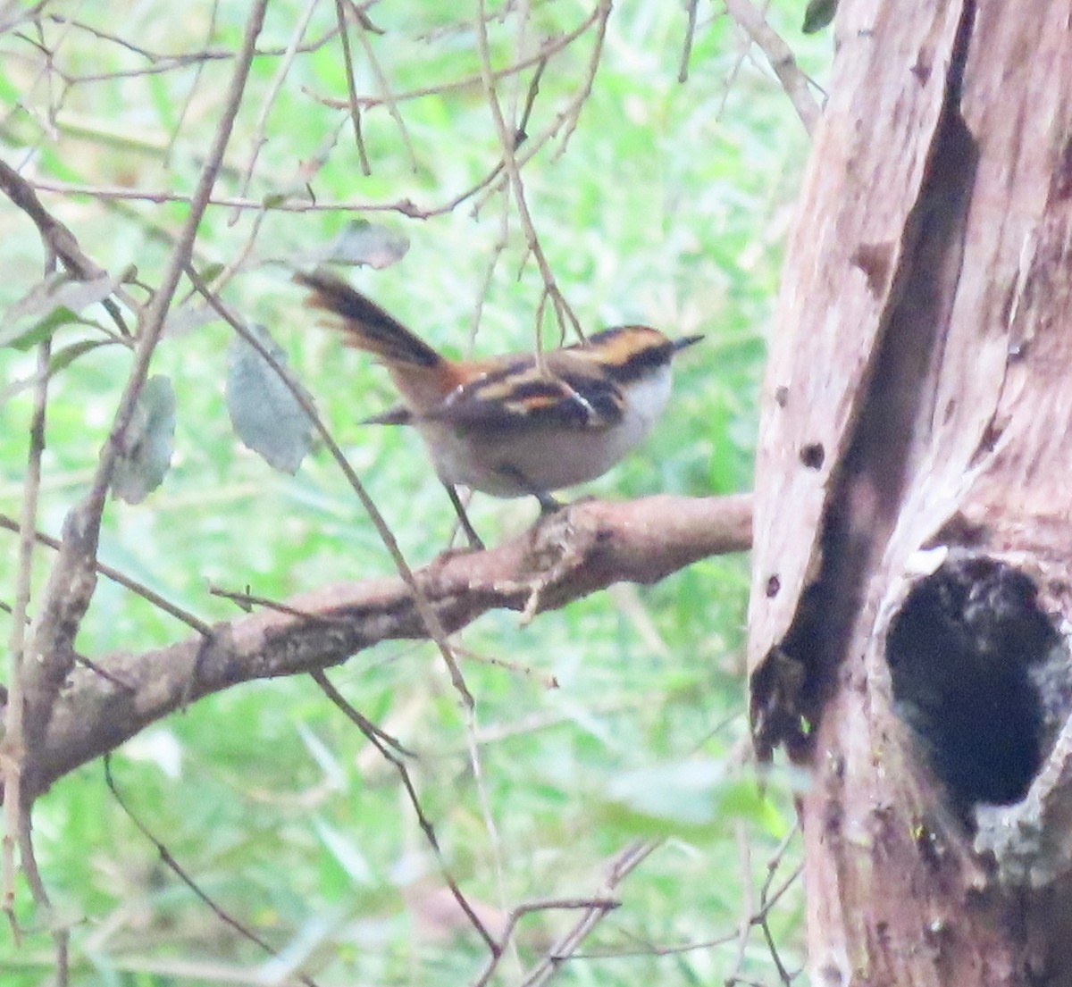 Thorn-tailed Rayadito - ML644069719