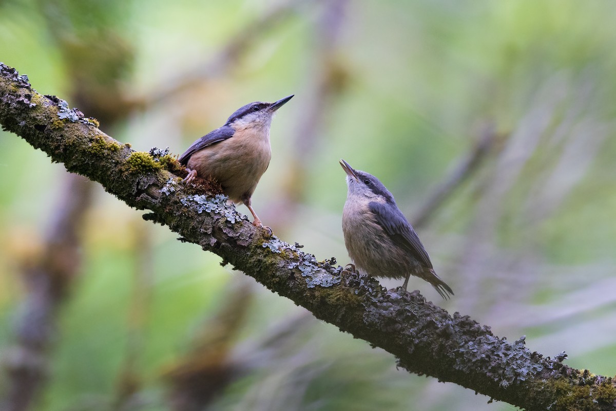 Garrapo eurasiarra - ML644069722