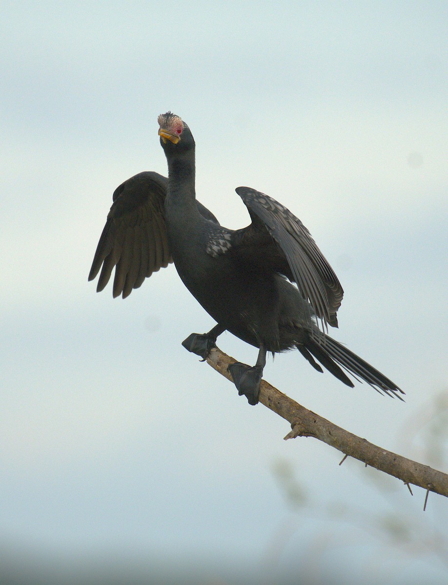 kormorán dlouhoocasý - ML644069740