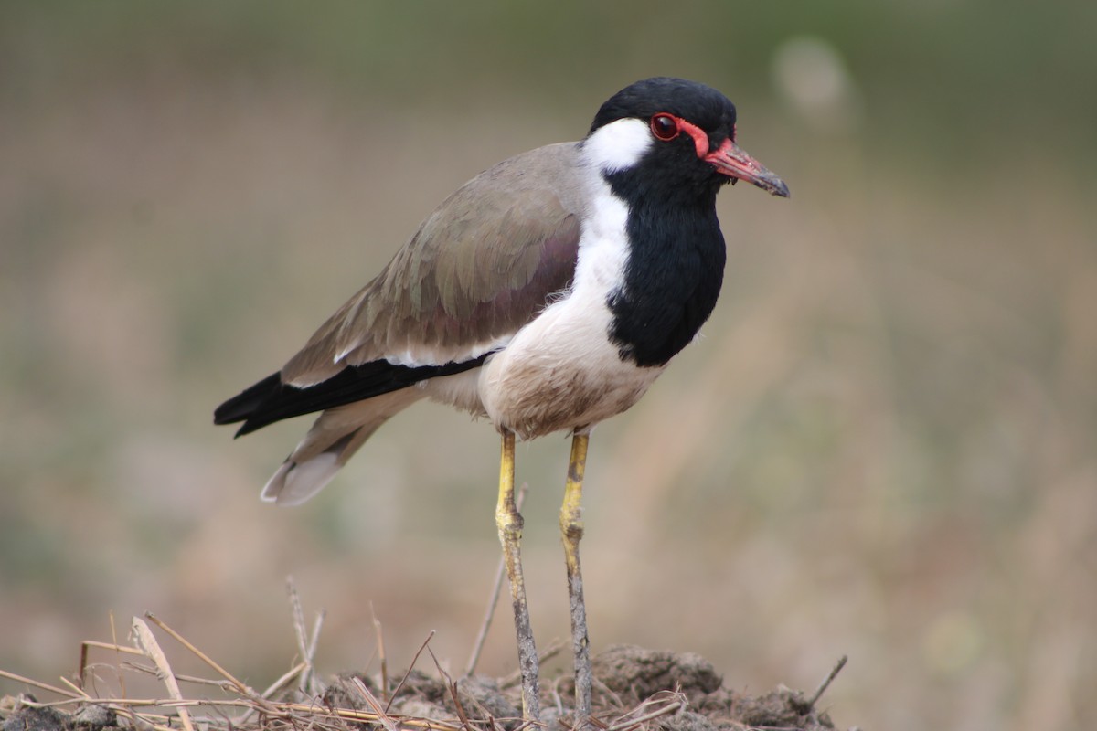 קיווית אדומת-משקפיים - ML644069780