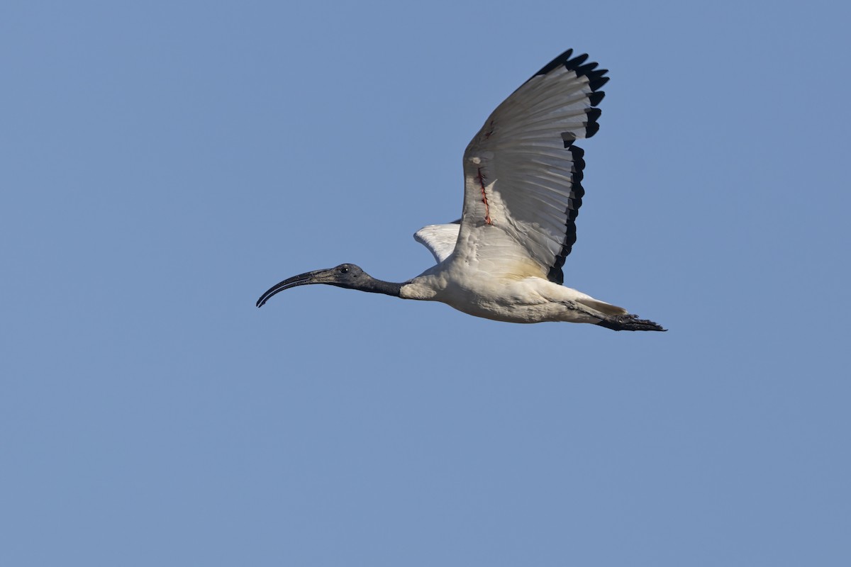 Ibis sacré - ML644069783