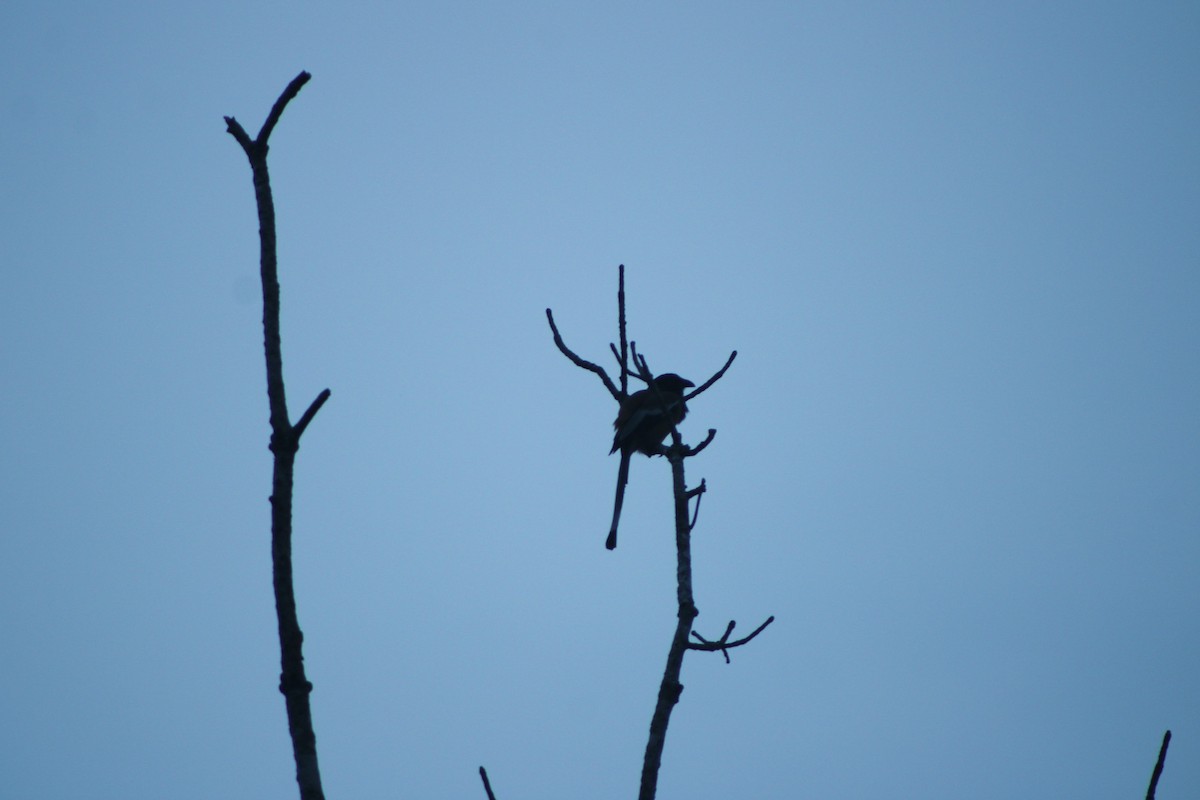 Rufous Treepie - ML644069784