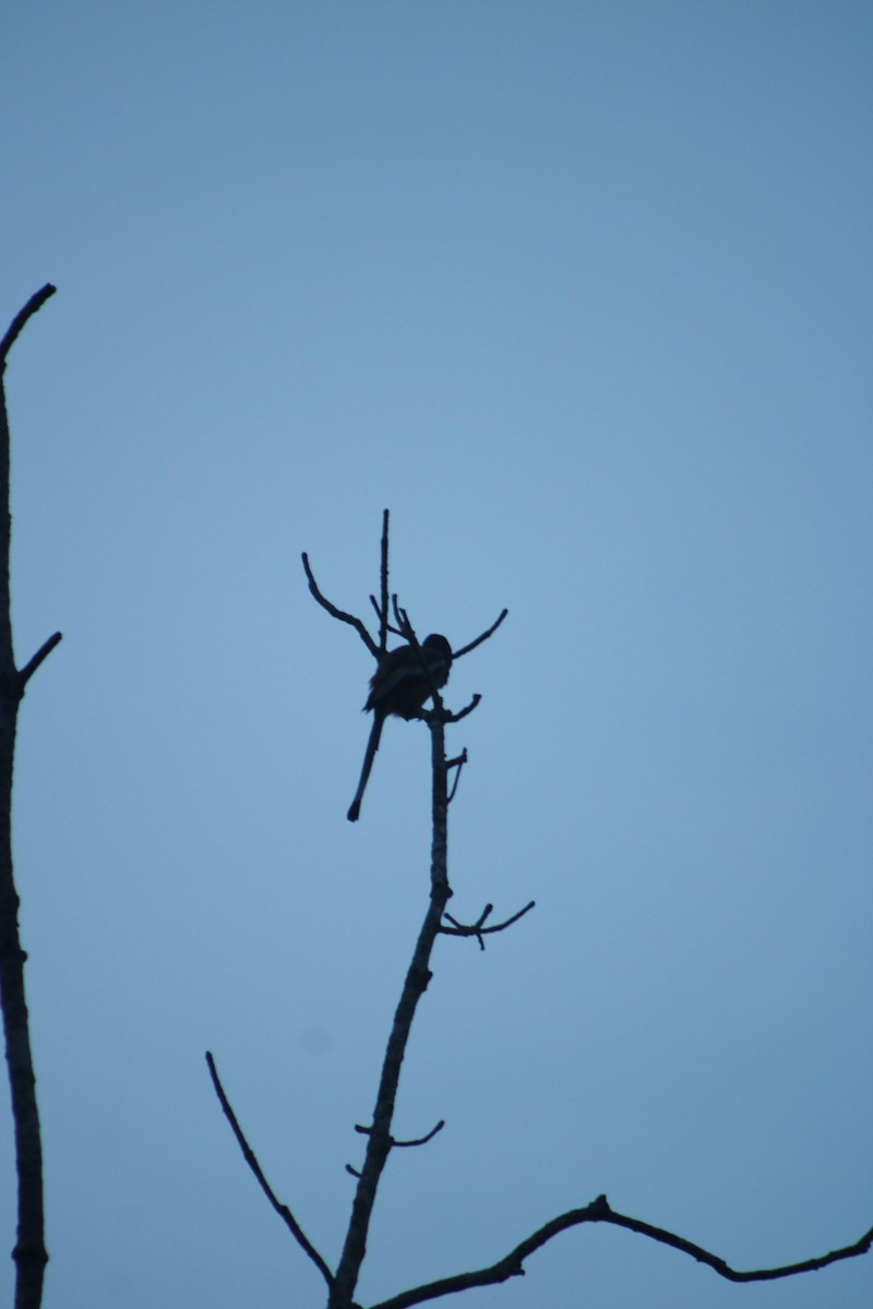 Rufous Treepie - ML644069785