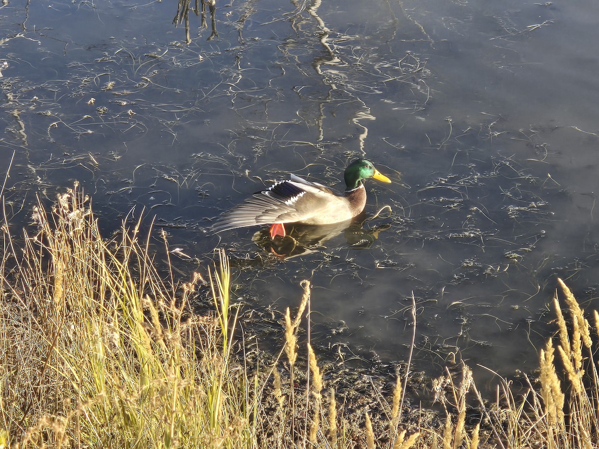 Canard colvert - ML644069796
