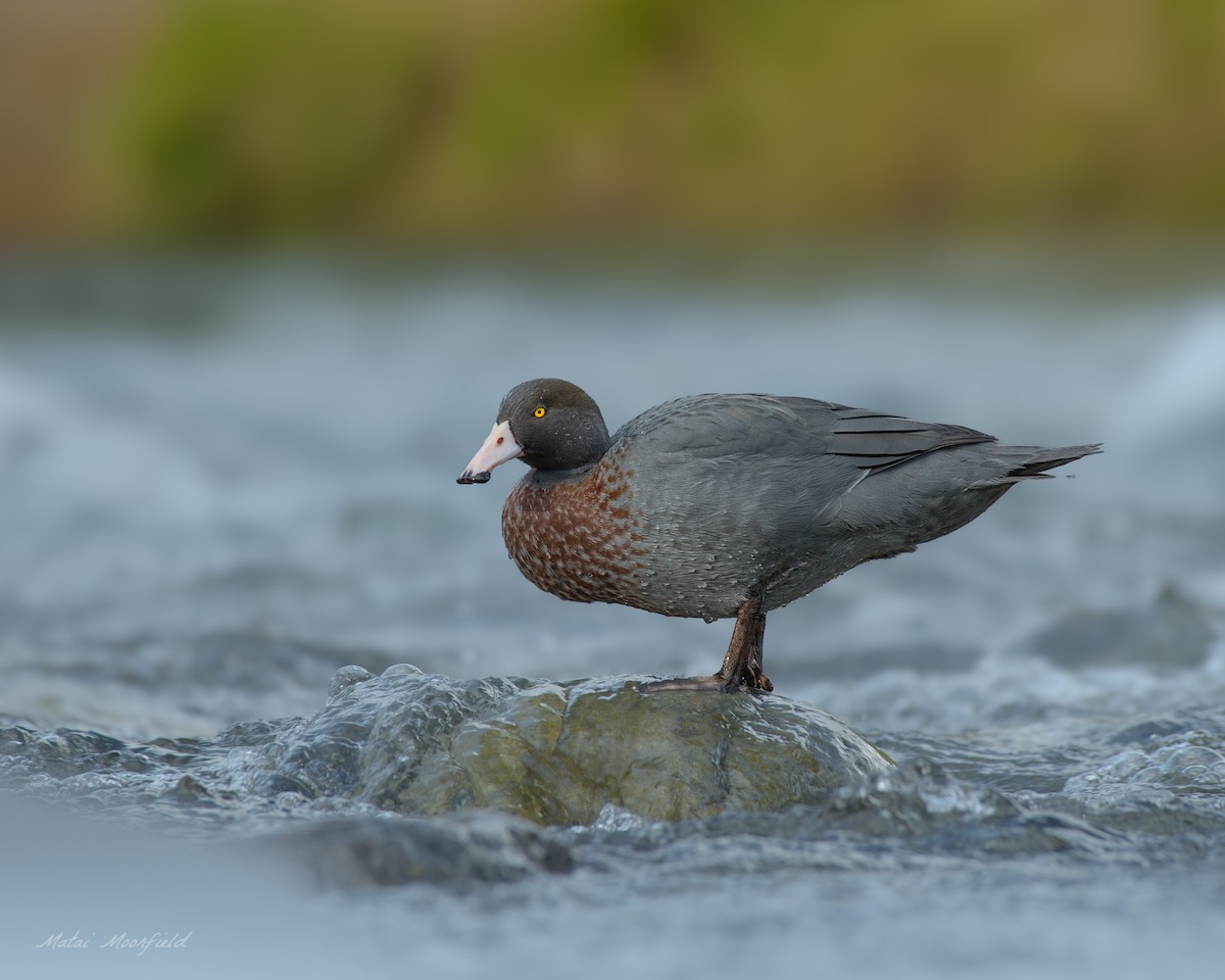 Canard bleu - ML644069799