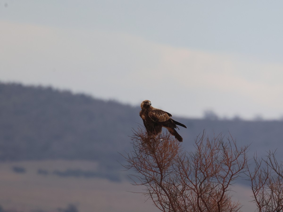 Aigle d'Australie - ML644069801