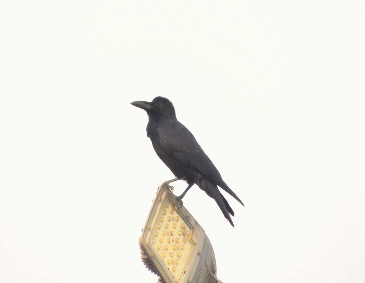 Corbeau à gros bec - ML644069809