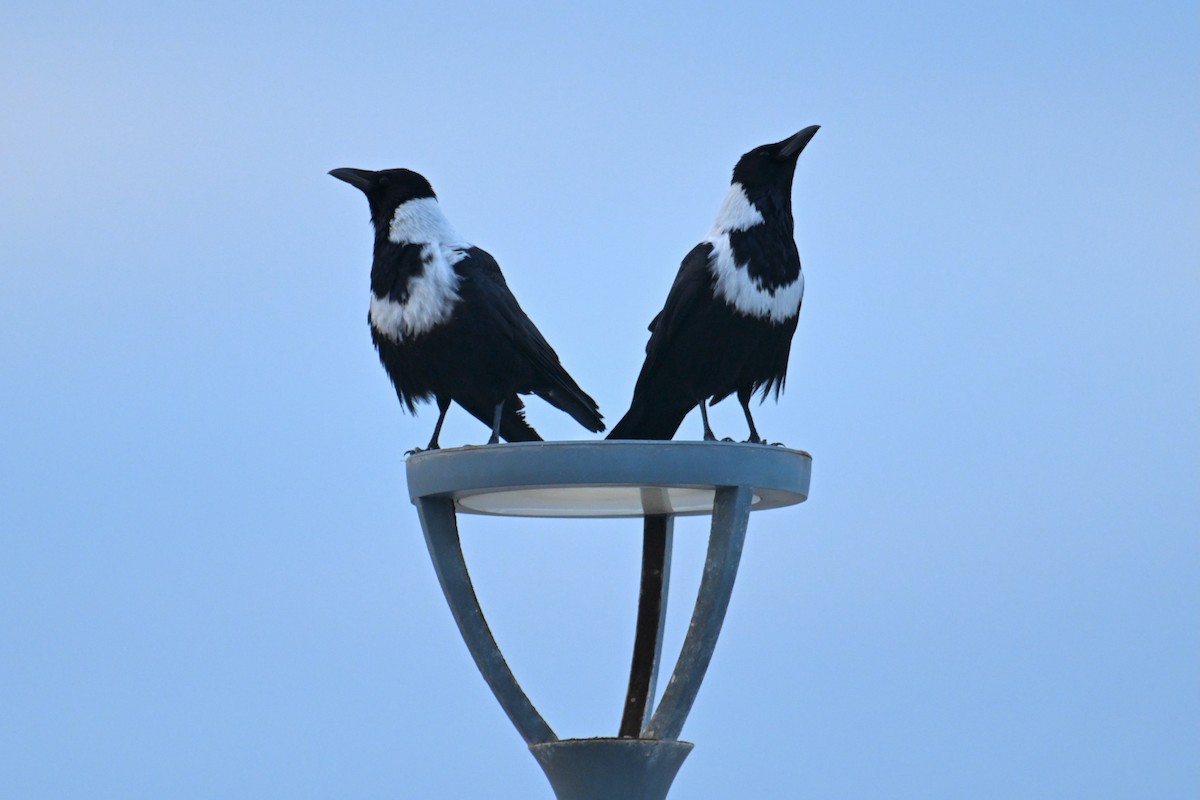 クビワガラス - ML644069815