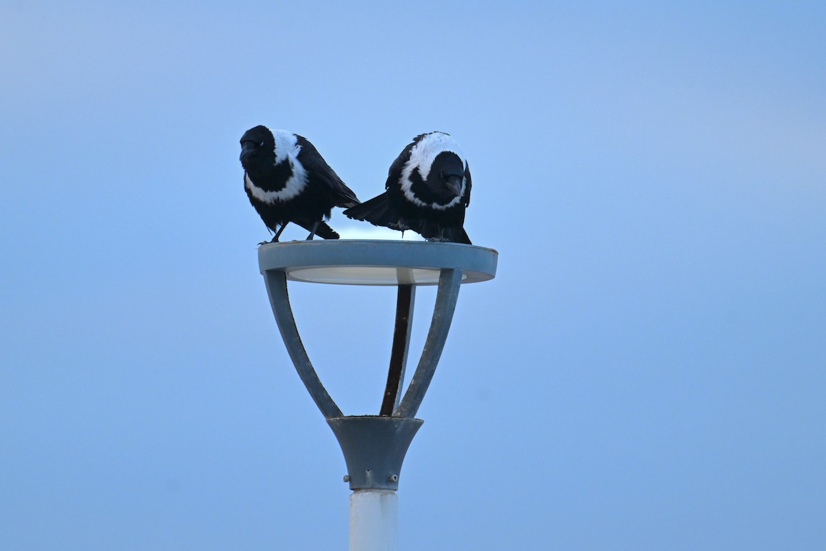 クビワガラス - ML644069816