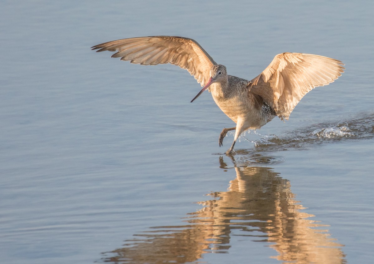 Marbled Godwit - ML644069817