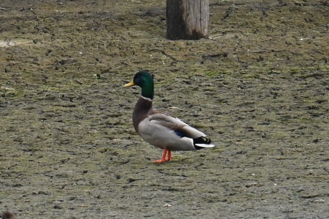 Canard colvert - ML644069818