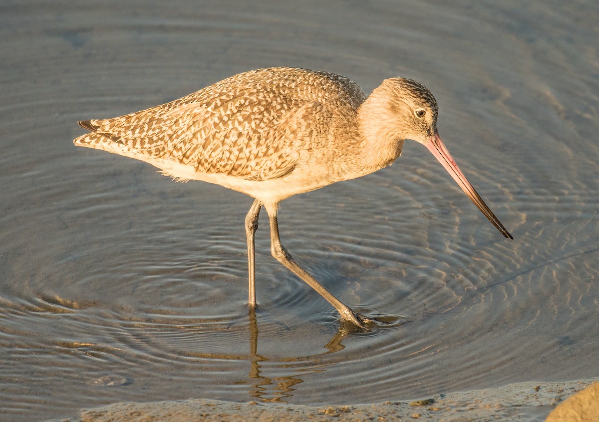 Marbled Godwit - ML644069819