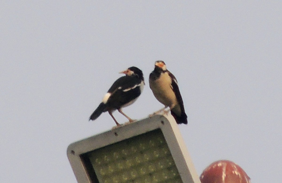 印度鵲椋鳥 - ML644069831
