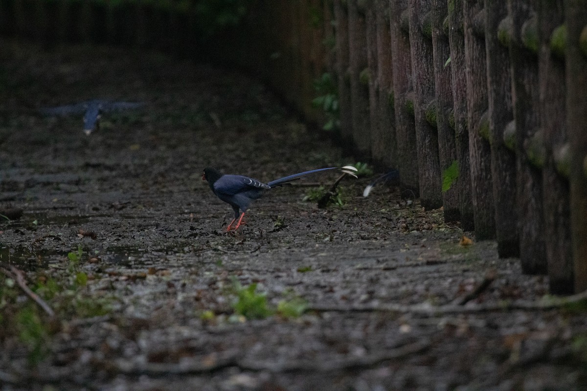 Taiwan Blue-Magpie - ML644069841
