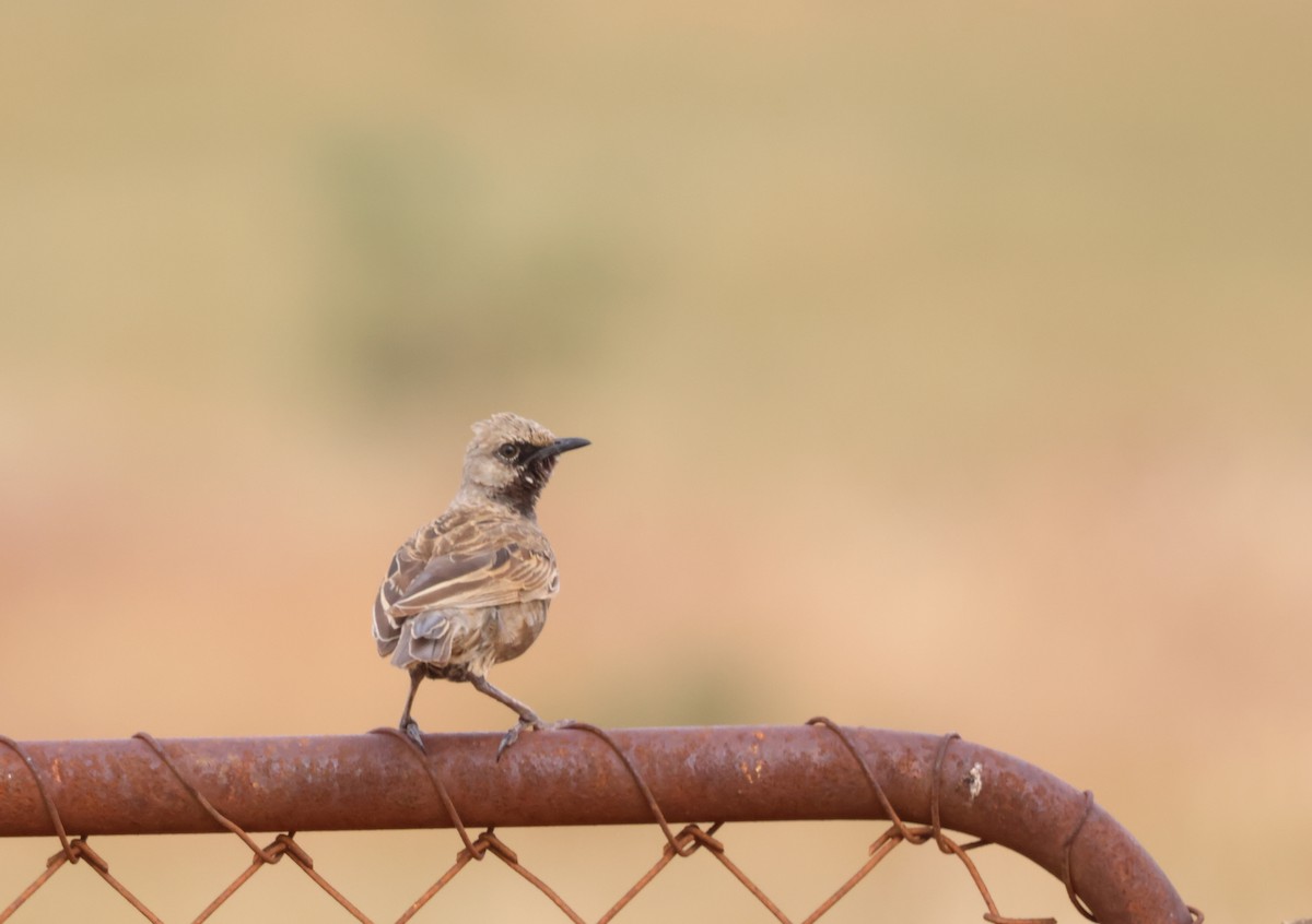 Brown Songlark - ML644069843