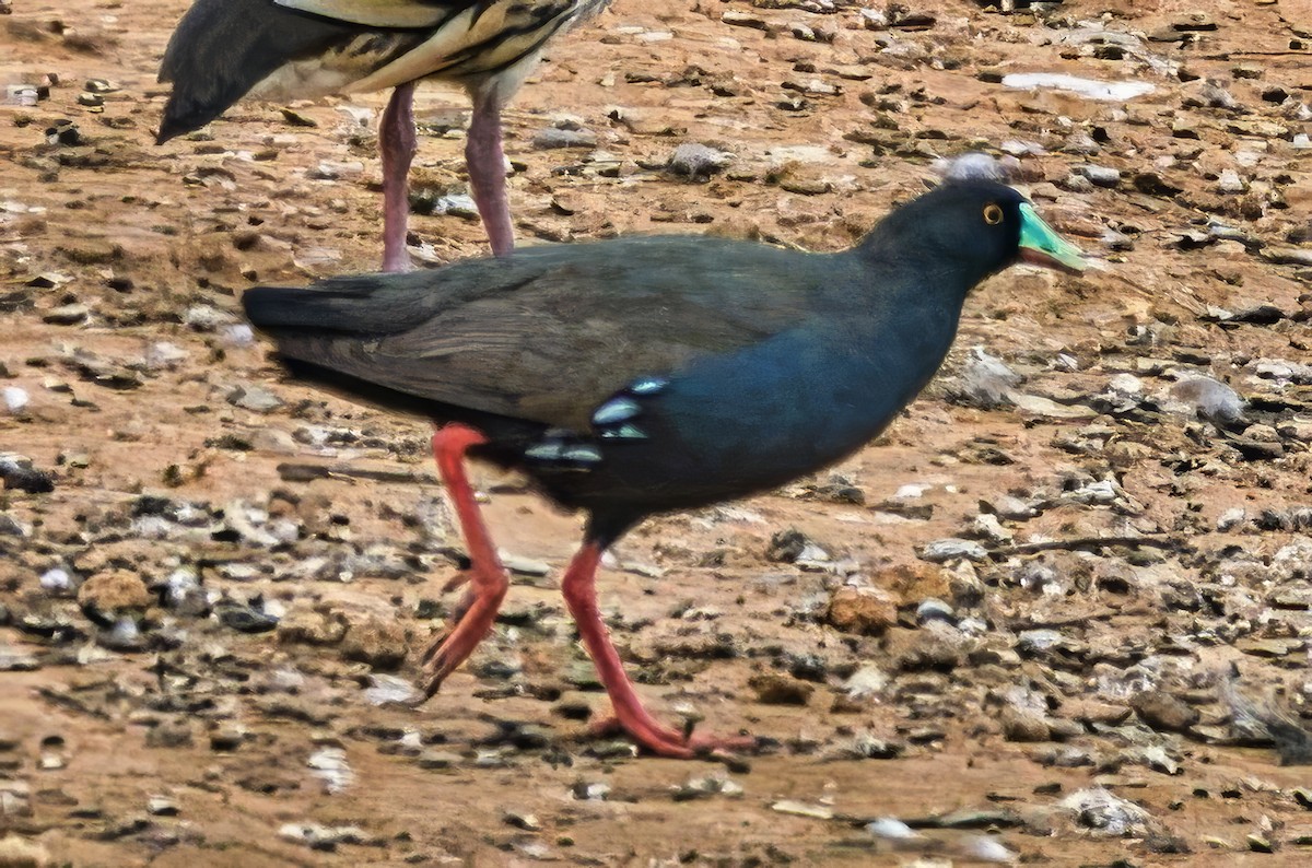 Gallinule aborigène - ML644069850