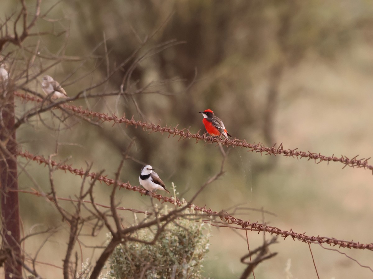 White-fronted Chat - ML644069855