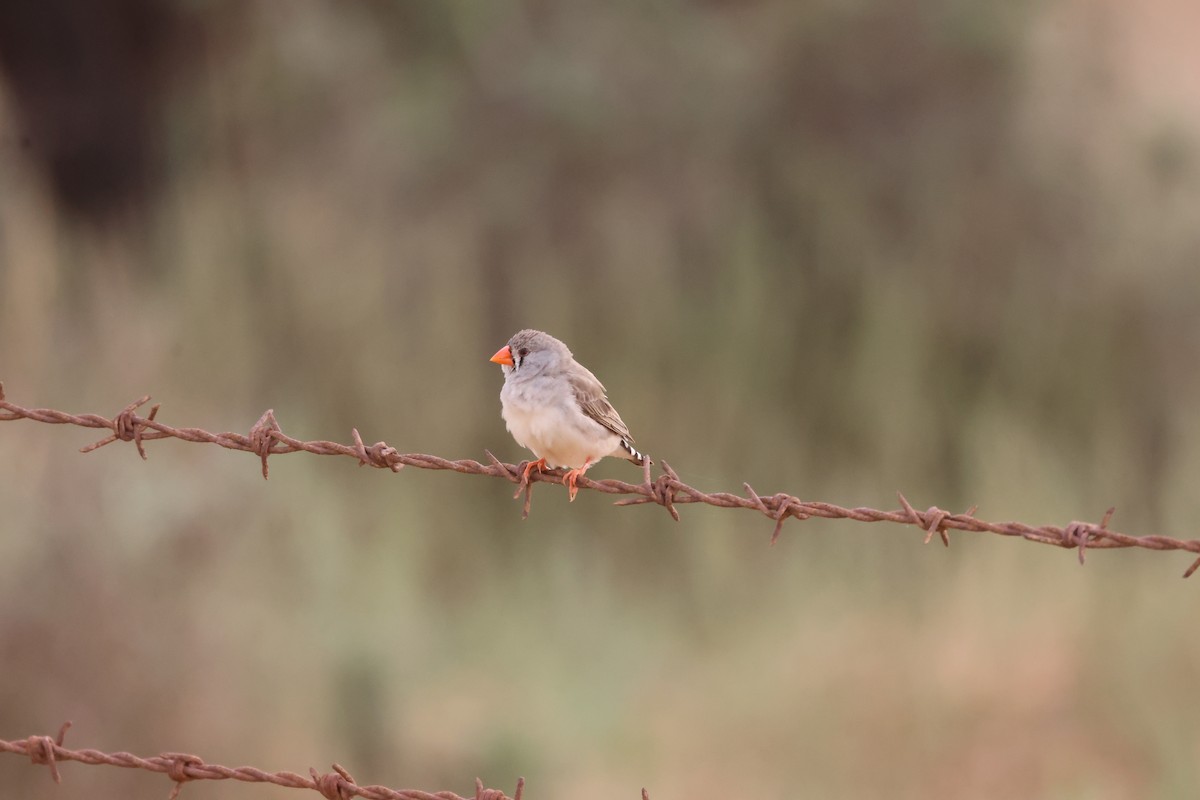 Діамантник зебровий - ML644069862