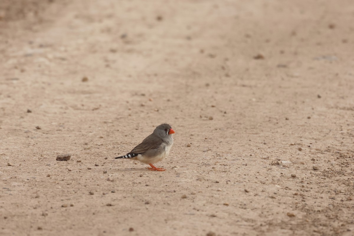 Діамантник зебровий - ML644069868