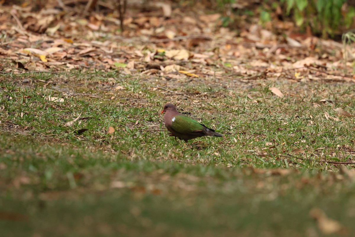Pacific Emerald Dove - ML644069892