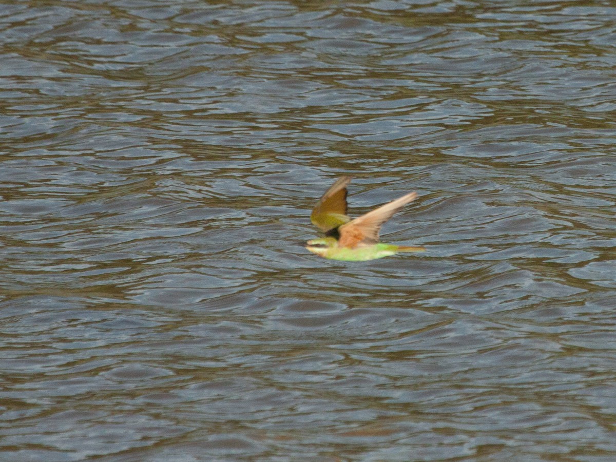 Blue-cheeked Bee-eater - ML644069920