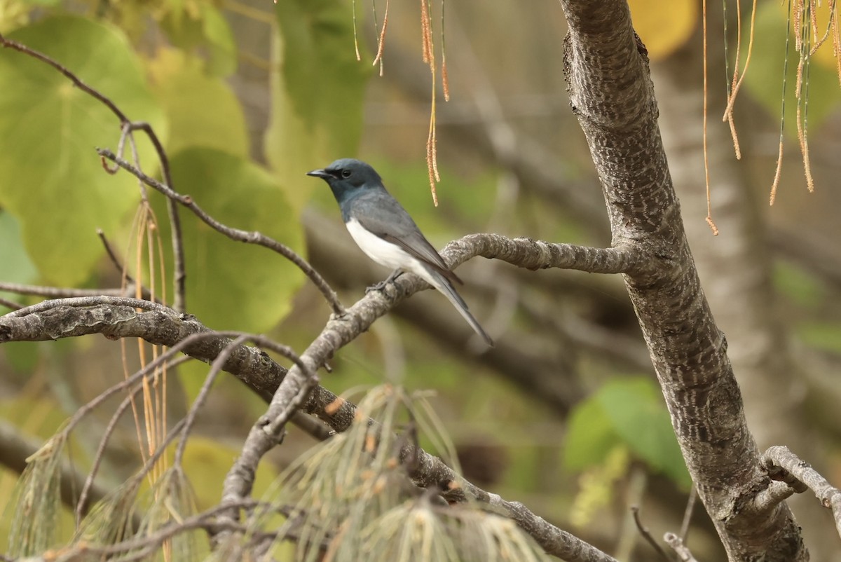Leaden Flycatcher - ML644069922