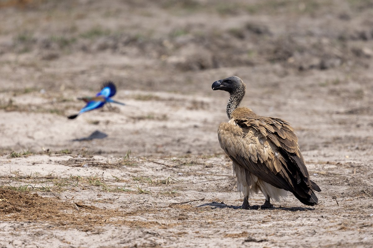 White-backed Vulture - ML644069925