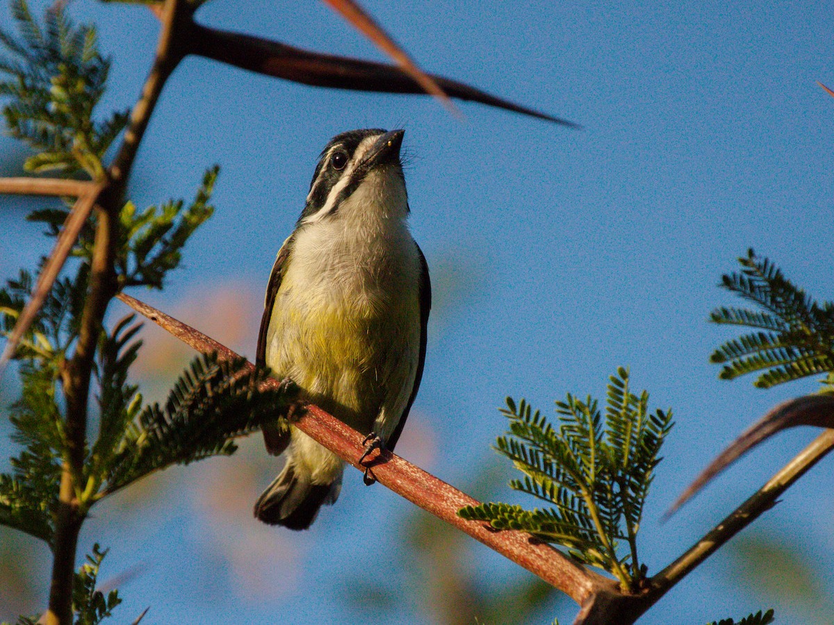 Yellow-rumped Tinkerbird - ML644069928
