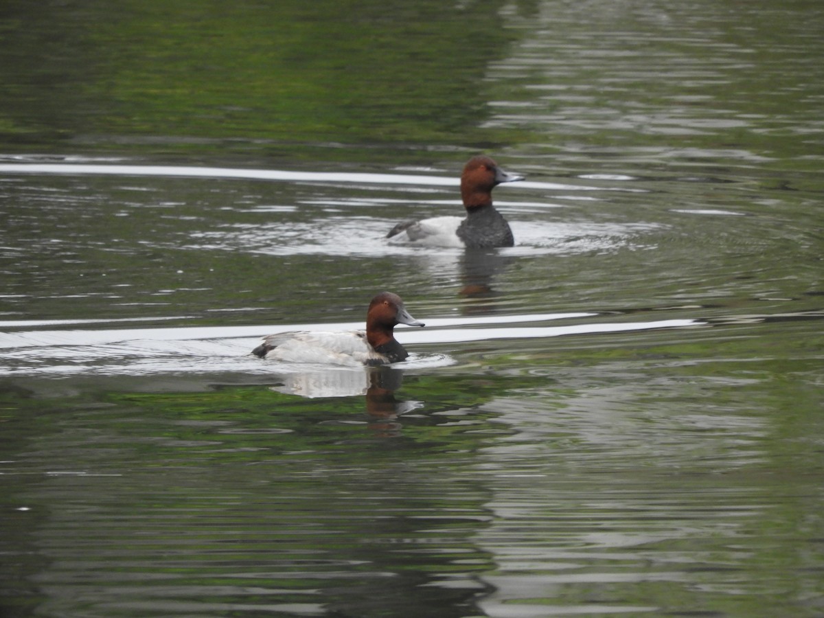 Common Pochard - ML644069938