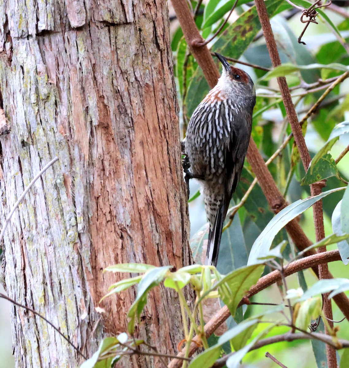 Red-browed Treecreeper - ML644069953