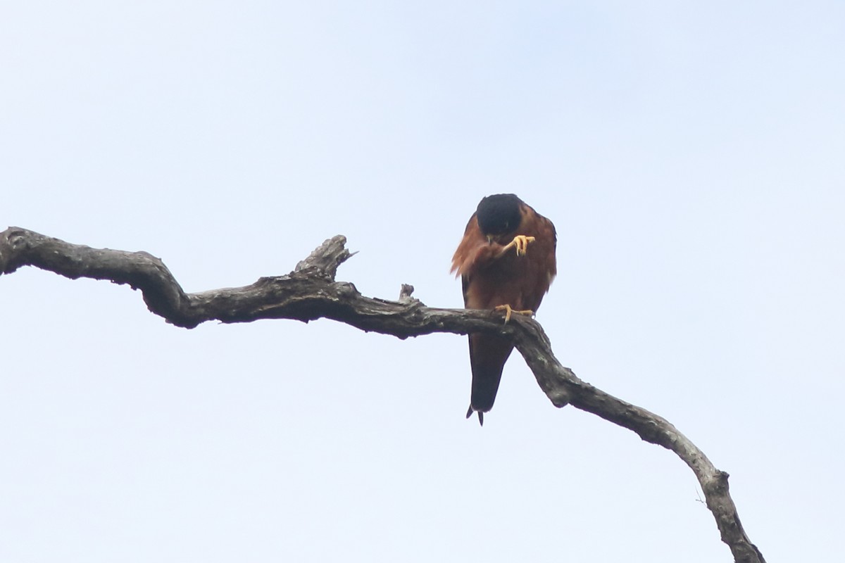 Asya Delice Doğanı - ML644069954