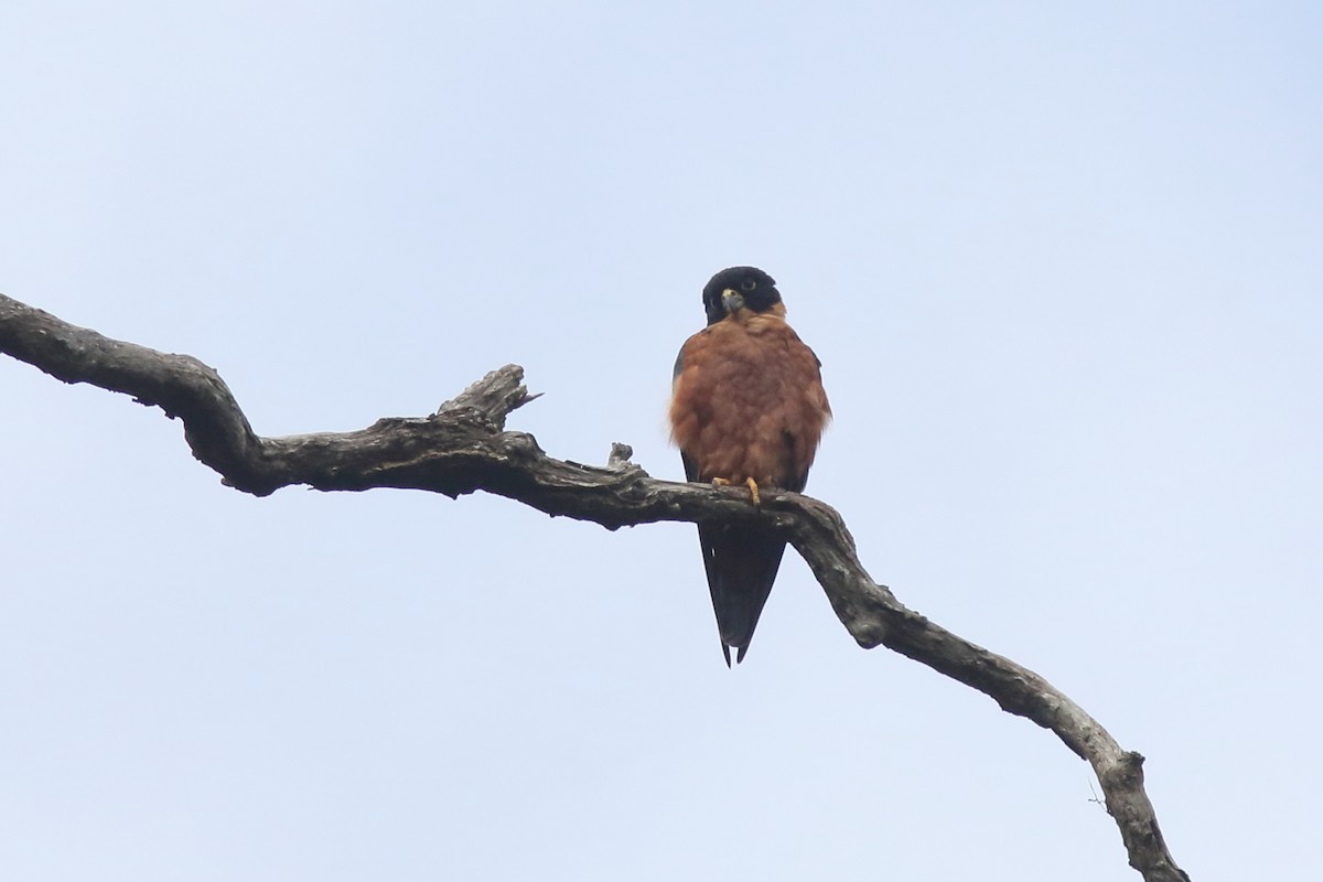 Asya Delice Doğanı - ML644069955