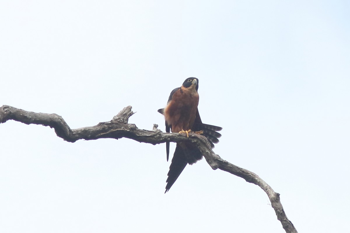 Asya Delice Doğanı - ML644069956