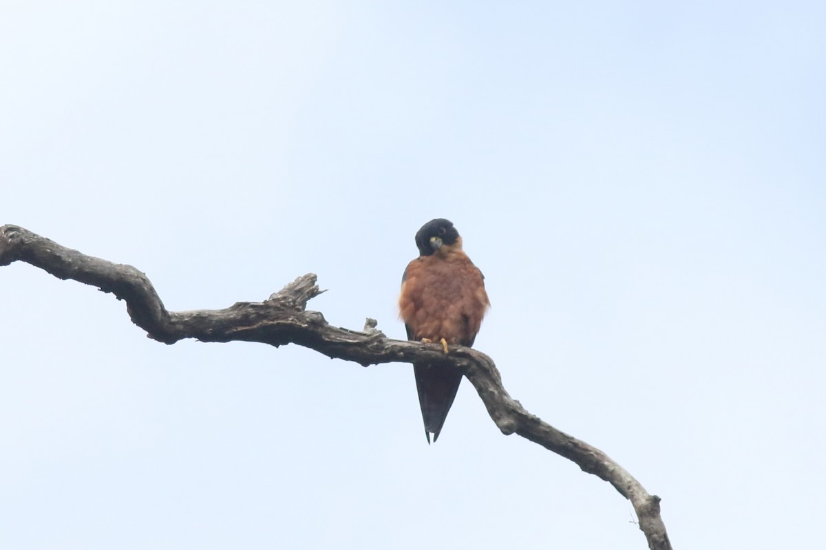 Asya Delice Doğanı - ML644069958