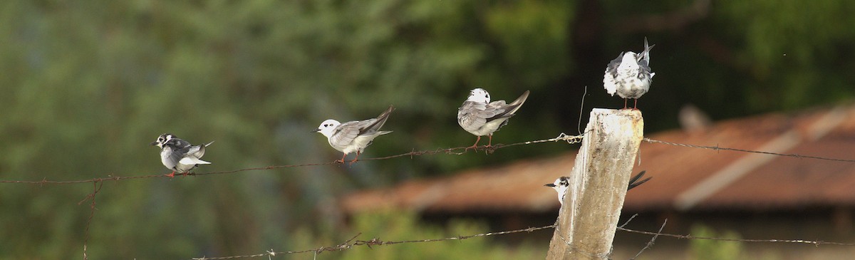 White-winged Tern - ML644069967