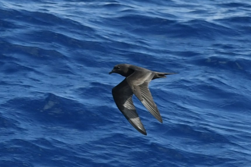 Bulwer's Petrel - ML644069968