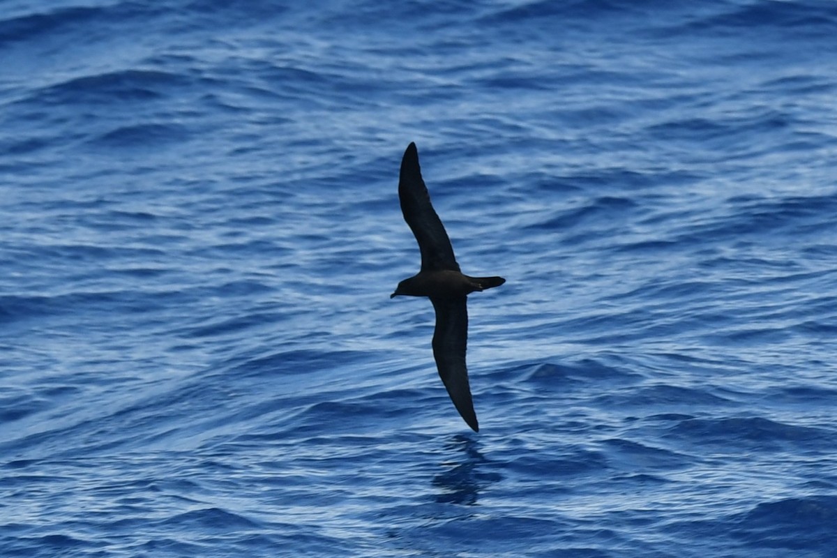 Bulwer's Petrel - ML644069969