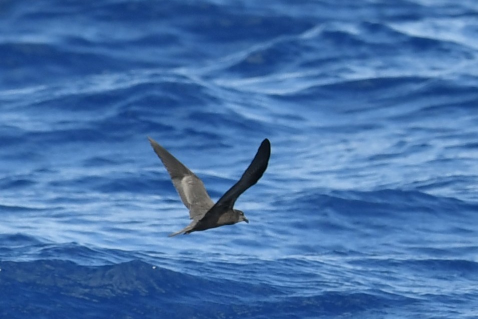 Bulwer's Petrel - ML644069970