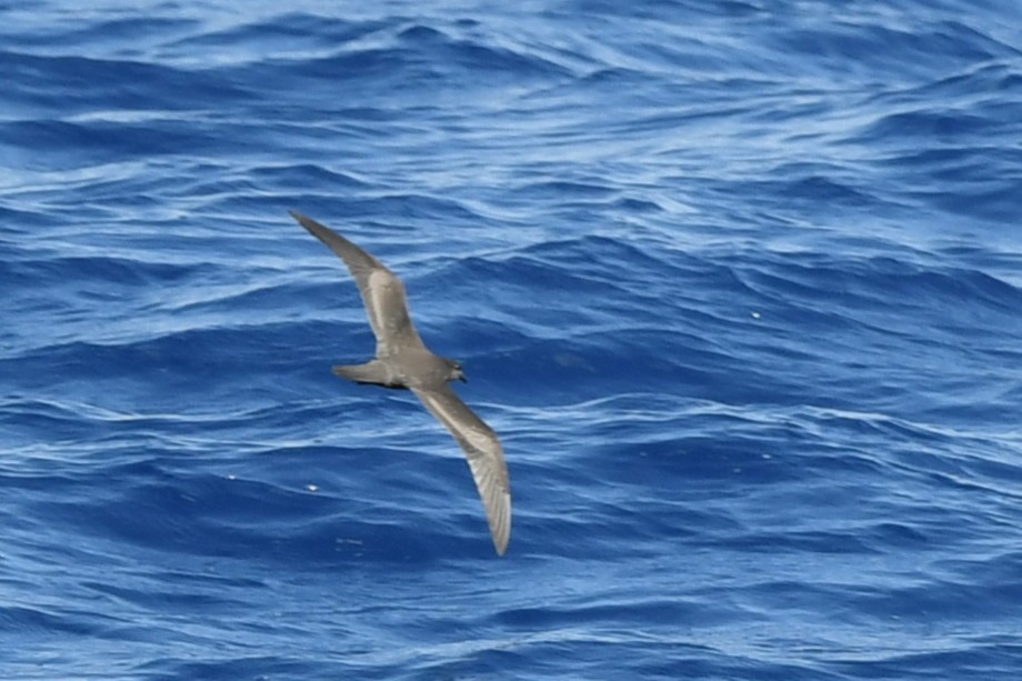 Bulwer's Petrel - ML644069972