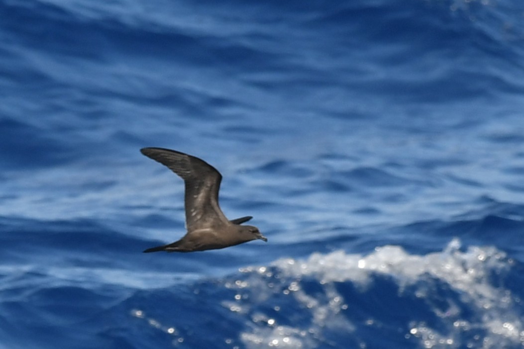 Bulwer's Petrel - ML644069973