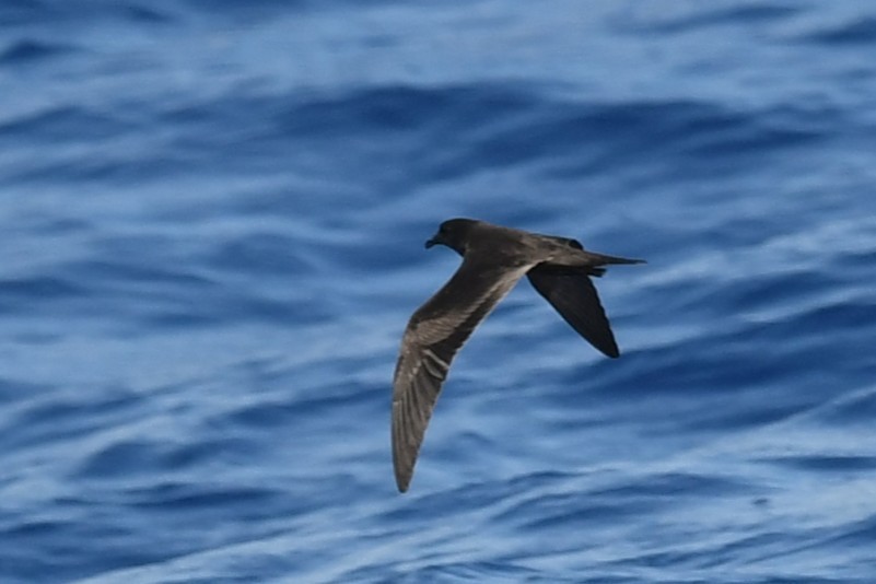 Bulwer's Petrel - ML644069974