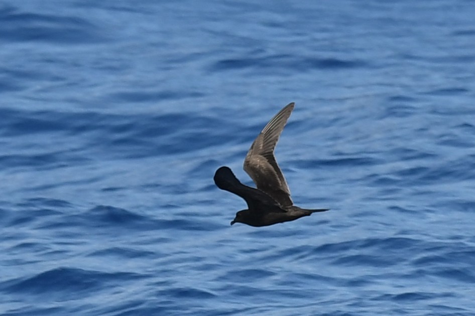 Bulwer's Petrel - ML644069975