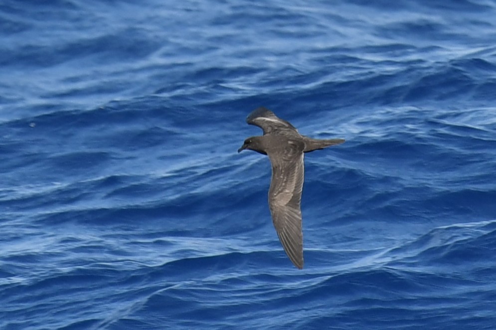 Bulwer's Petrel - ML644069976