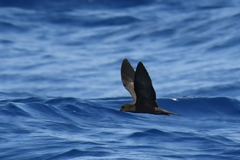 Bulwer's Petrel - ML644069977